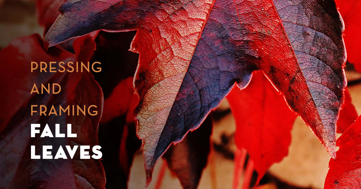 how to press leaves for framing